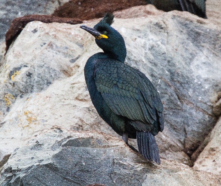 Corvo-marinho-de-crista