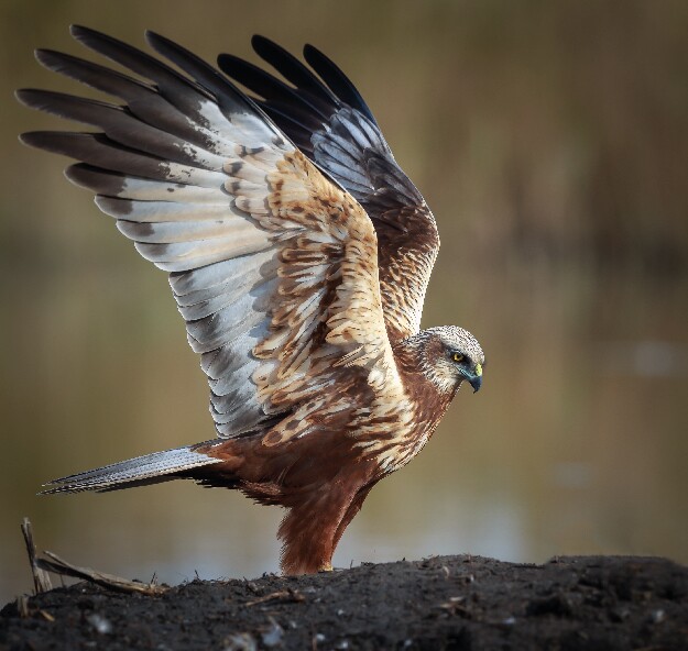 &Aacute;guia-sapeira