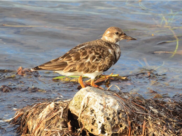 Rola-do-mar, fotografia de Pavel Kirillov