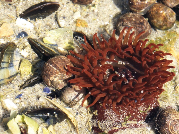 Tomate-do-mar, fotografia de Hans Hillewaert