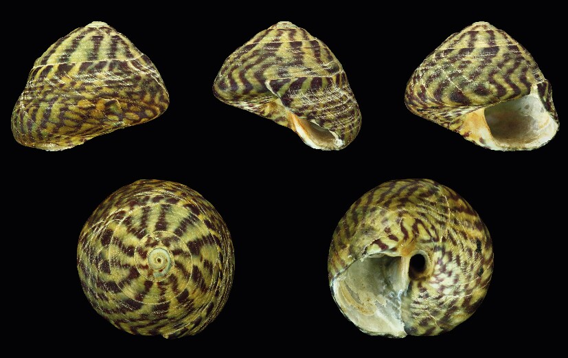 Burri&eacute;, fotografia de H. Zell