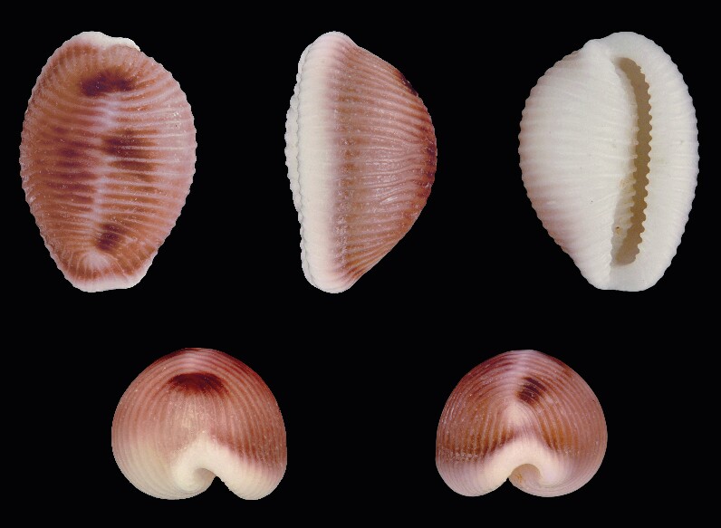 Beijinhos, fotografia de H. Zell