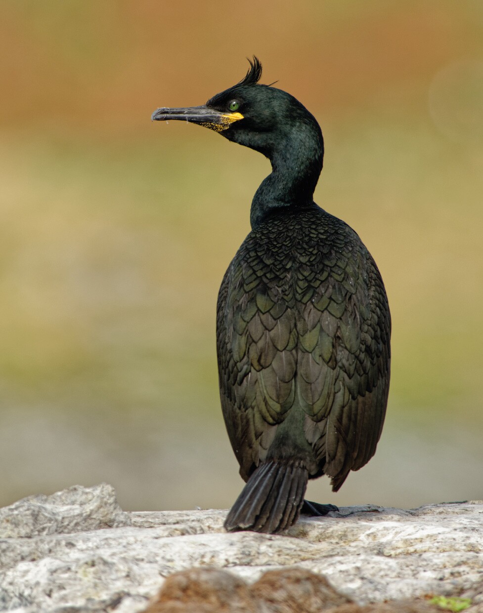 Corvo-Marinho-Crista